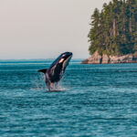 gelesen: Orca versus Segelboot