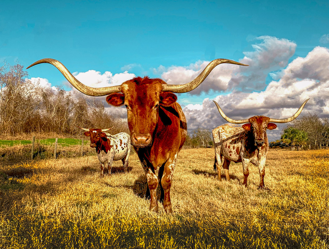 5 Minuten zu den Midterms: Vorwahlen in Texas episode artwork